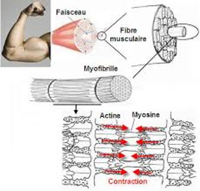 Comment les muscles se renforcent ?