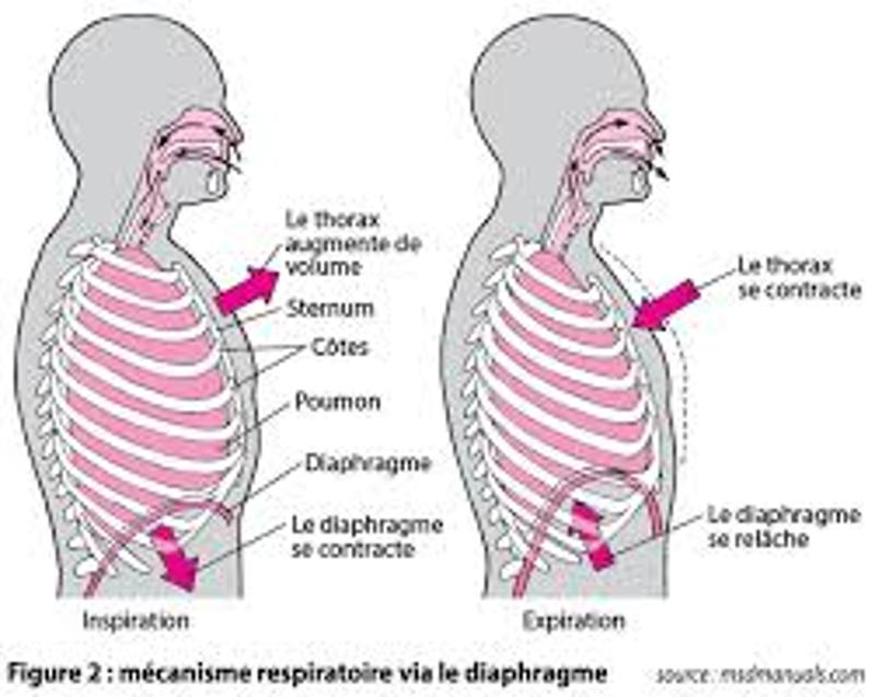 Quelle est l'influence du sport sur le rythme cardiaque et respiratoire ?