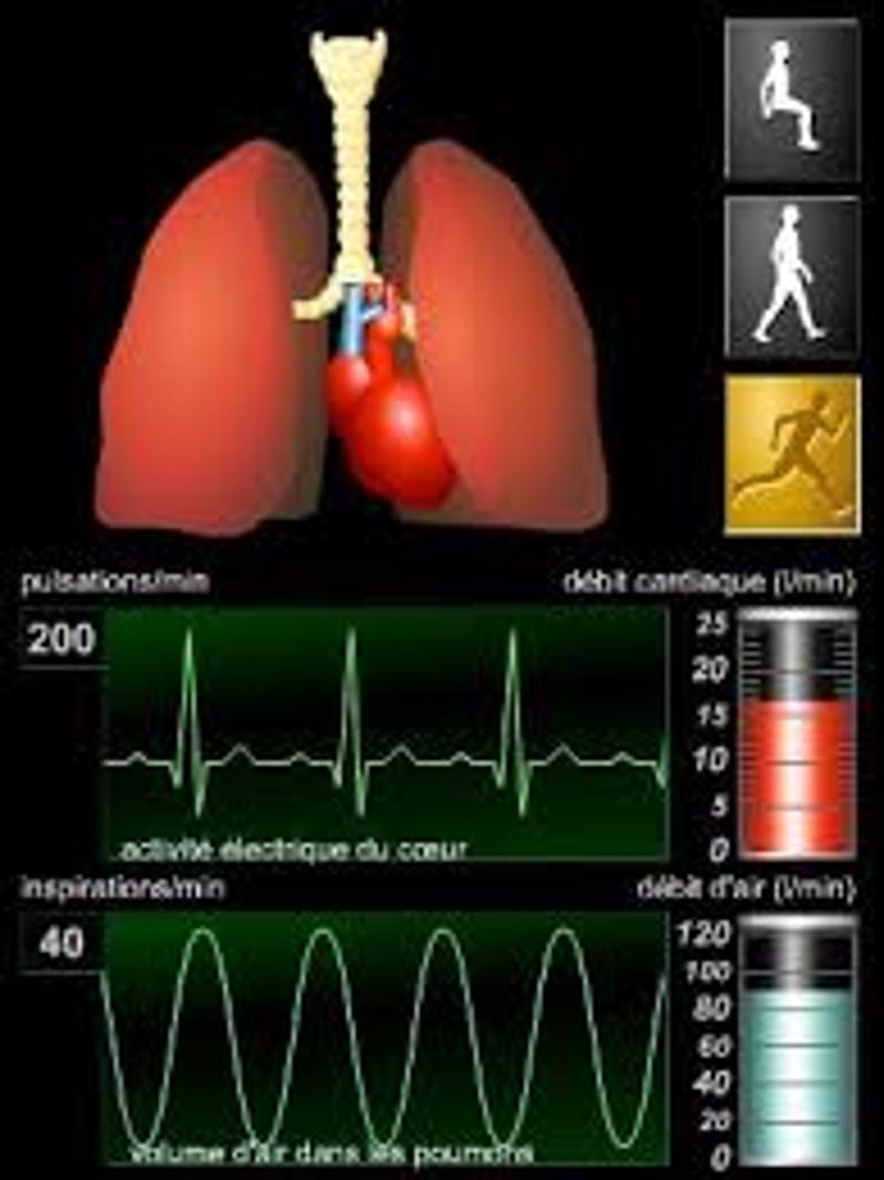 Quelle est la relation entre le rythme respiratoire et l'activité physique ?