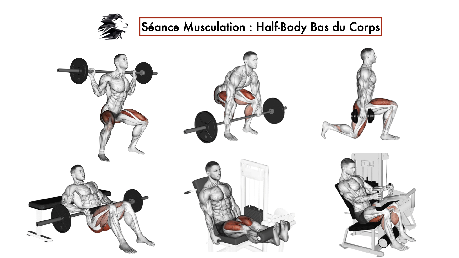 bas du corps musculation