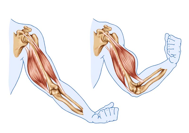 Comment fonctionne le développement musculaire ?