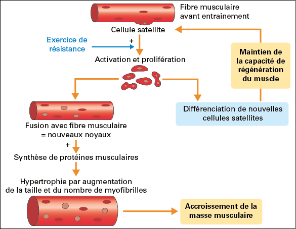 Comment l'entraînement peut modifier le muscle ?