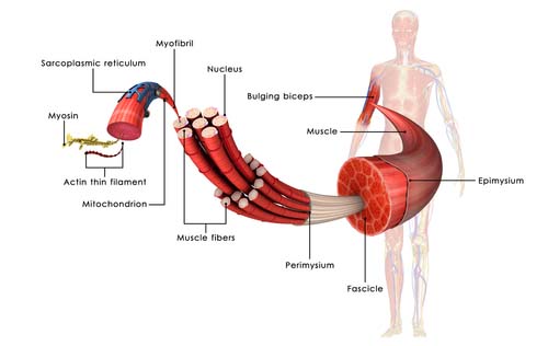 Comment la musculation fonctionne ?