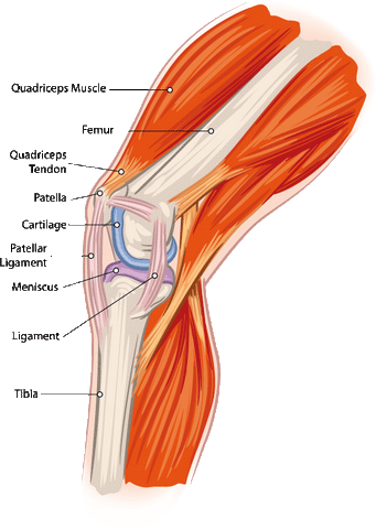 douleur genou musculation