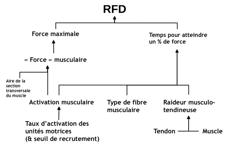 Effets de l'entraînement en force sur la force explosive