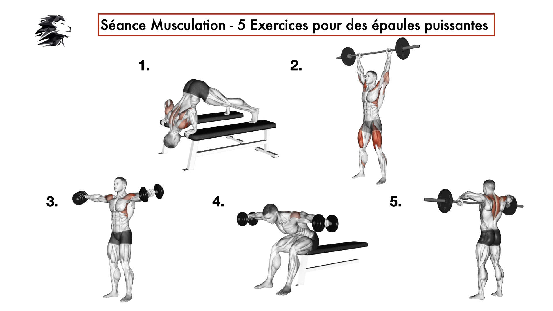 Programme de musculation des épaules : Renforcez vos épaules ...