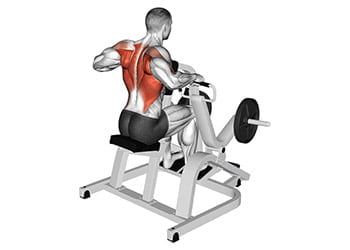 exercice dos musculation machine