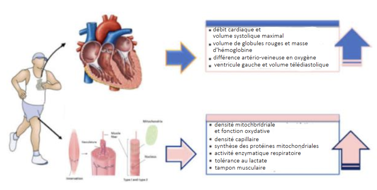 La relation entre l'entraînement en force et la santé cardio-pulmonaire