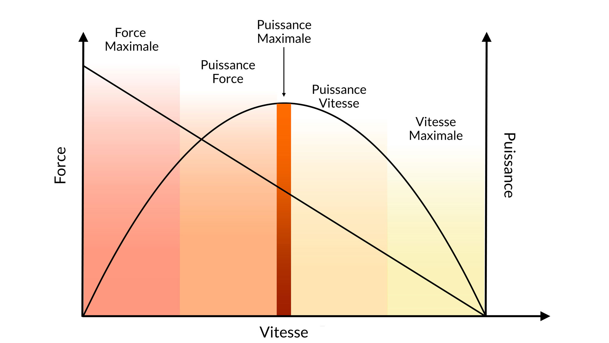 La relation entre l'entraînement en force explosive et la performance compétitive