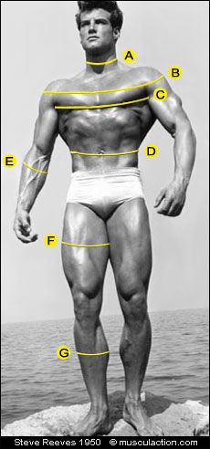 mensuration musculation