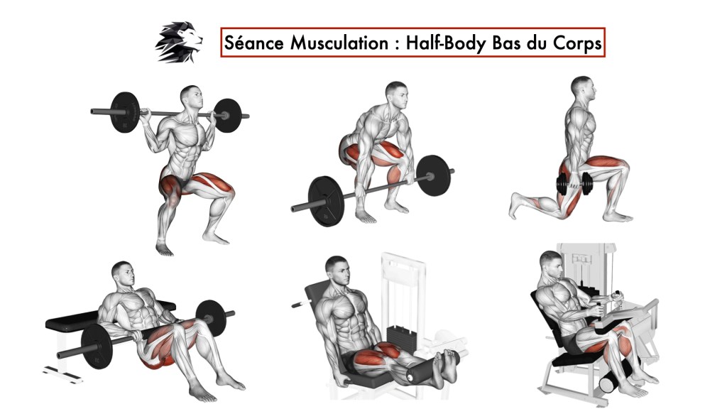 Mouvements de base de la musculation libre