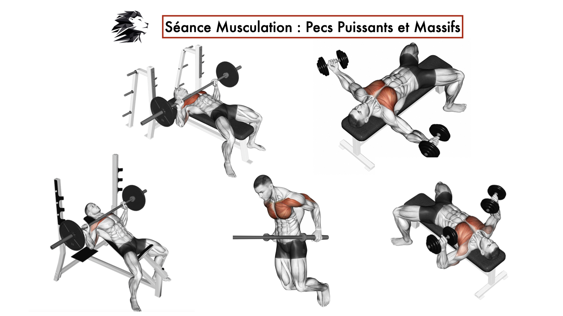 musculation programme pectoraux