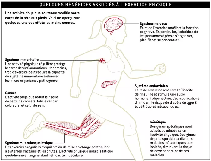 Pourquoi le sport renforce les muscles ?