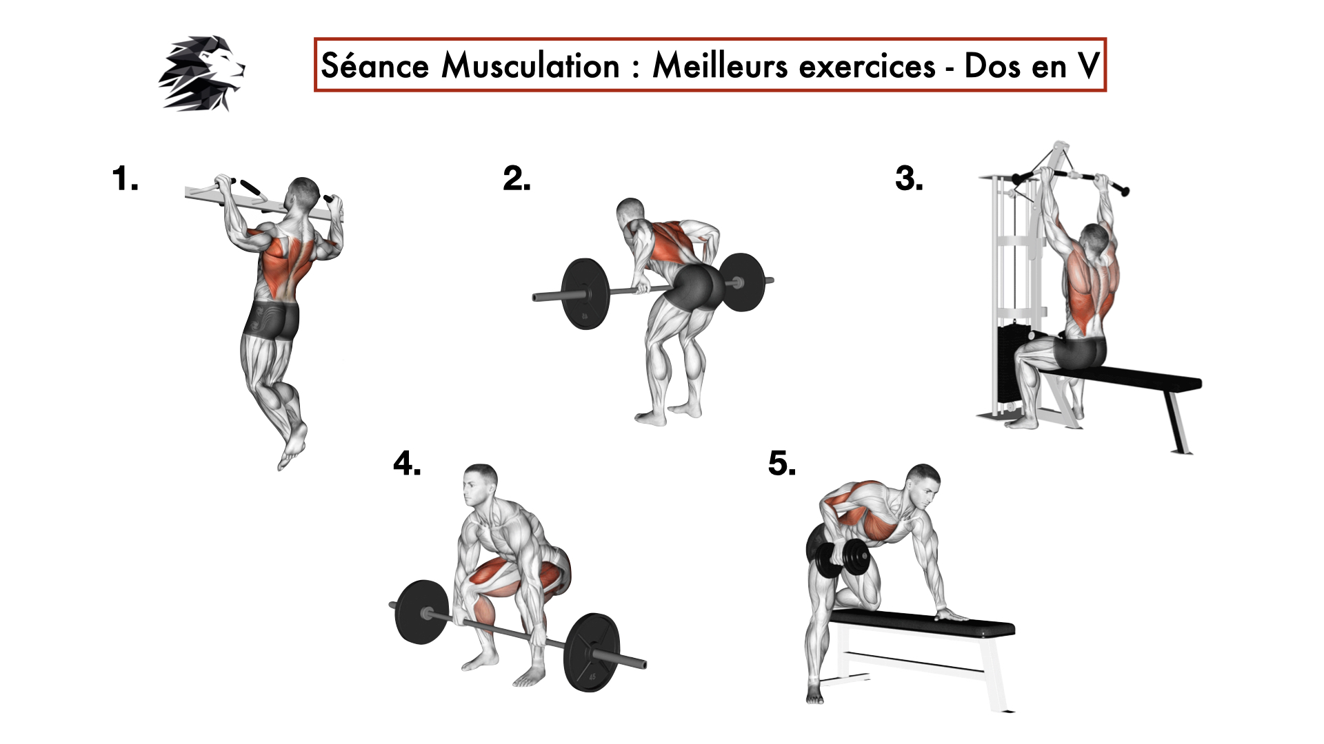 programme musculation pour le dos