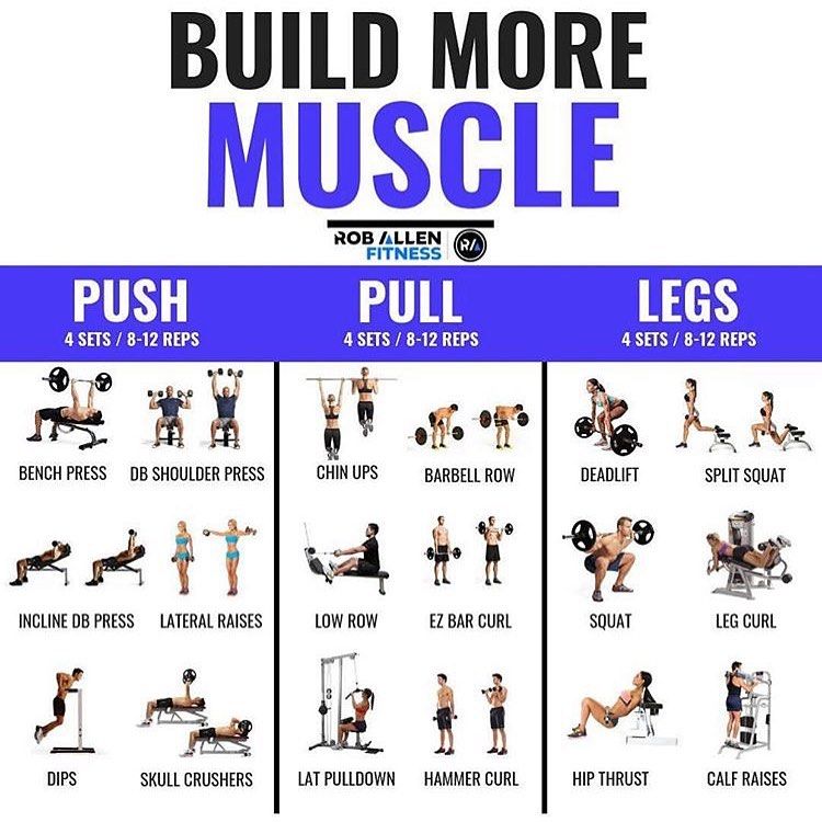 programme musculation push pull legs