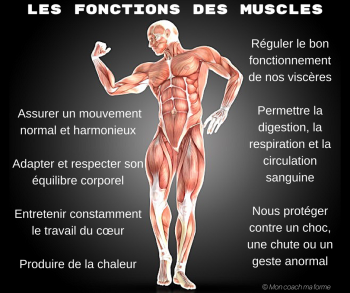 Qu'est-ce qui se passe quand on se muscle ?