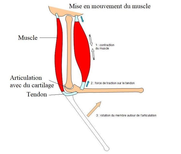 Quel est le besoin principal d'un muscle ?