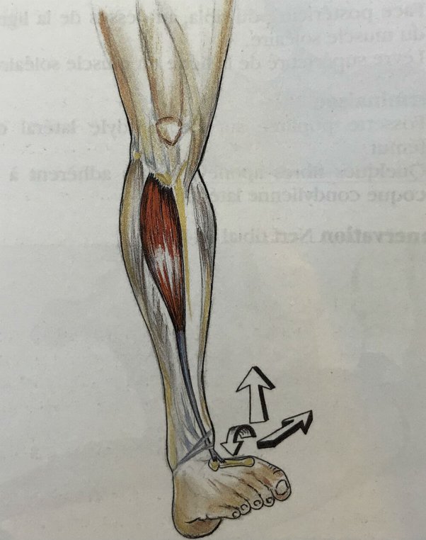 Quel est le muscle le plus dur à travailler ?