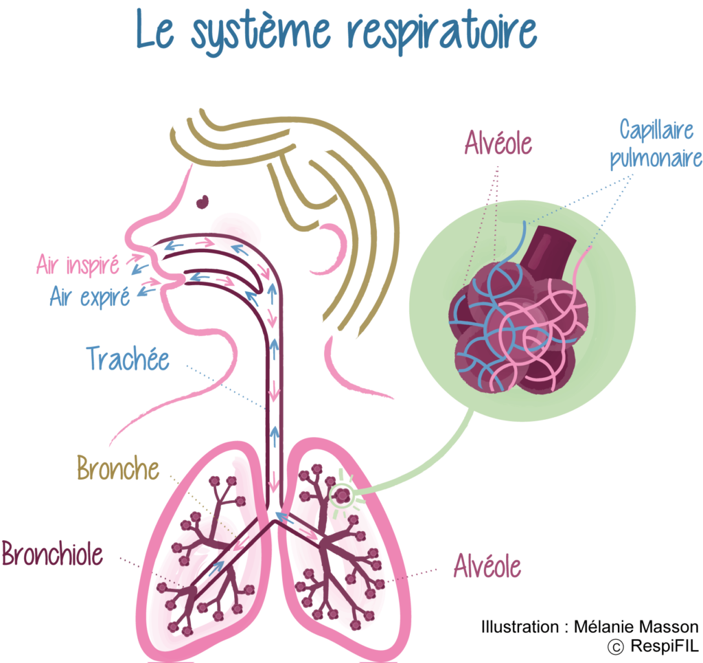 Quel est le rôle de la fonction respiratoire ?