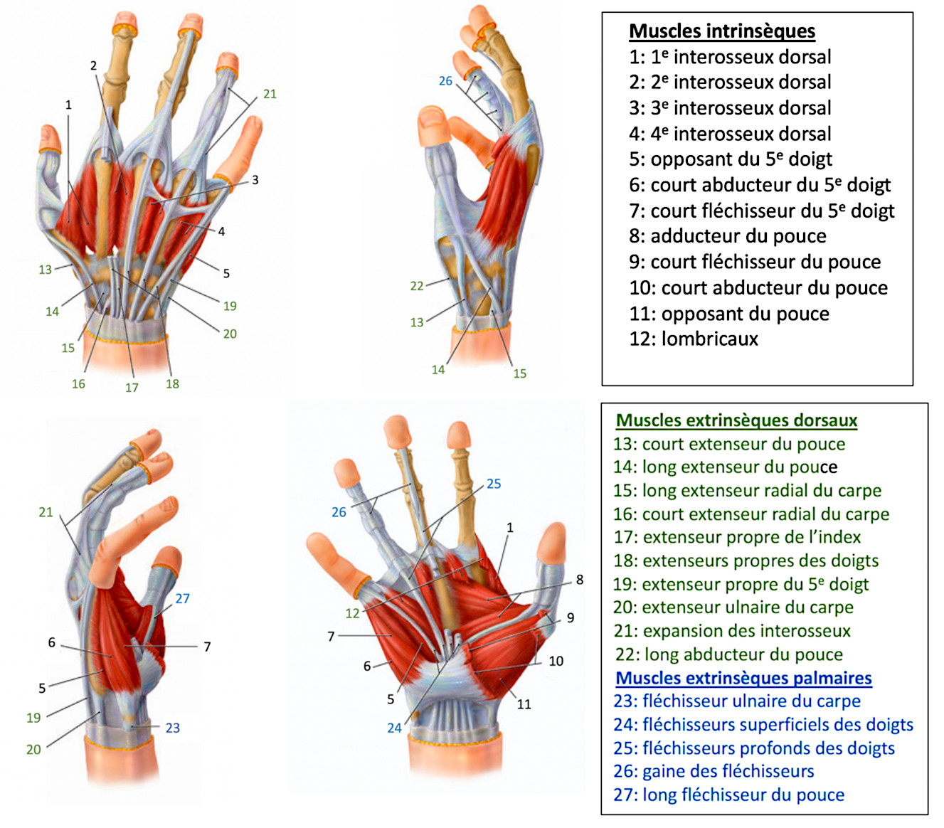 Quel est le rôle des muscles dans le fonctionnement d'une main ?