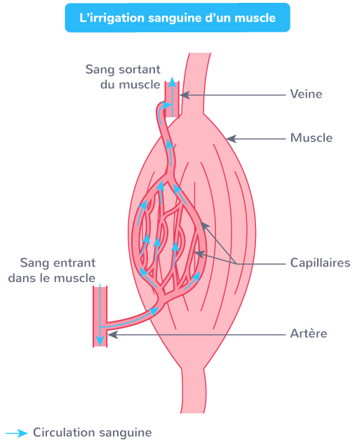 Quel est le rôle principal des adaptations Cardio-respiratoires à l'exercice ?