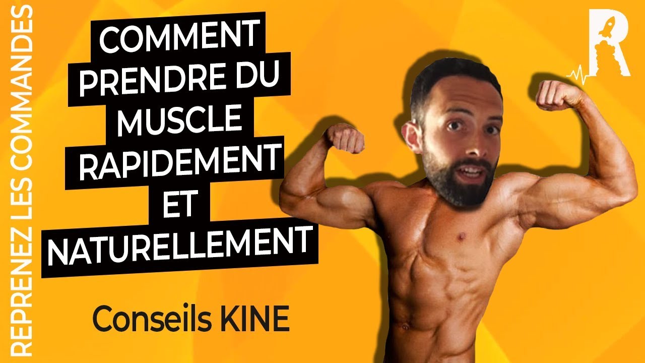 Quel muscle prend le plus rapidement ?