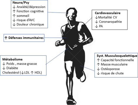 Quel sont les effets de la pratique des activités physiques de type vitesse sur le muscle ?