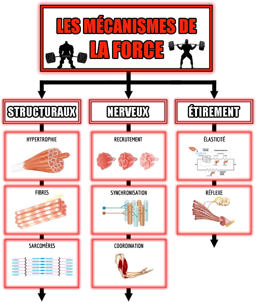 Quelle est la caractéristique principale d'un entraînement qui cible l'amélioration de la puissance musculaire ?