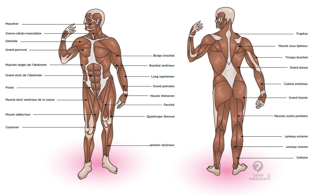 Quelle est la partie du corps la plus facile à muscler ?