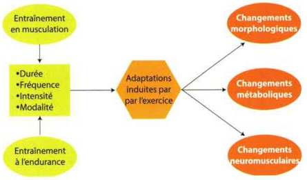 Quelles sont les 3 parties qui composent un entraînement ?