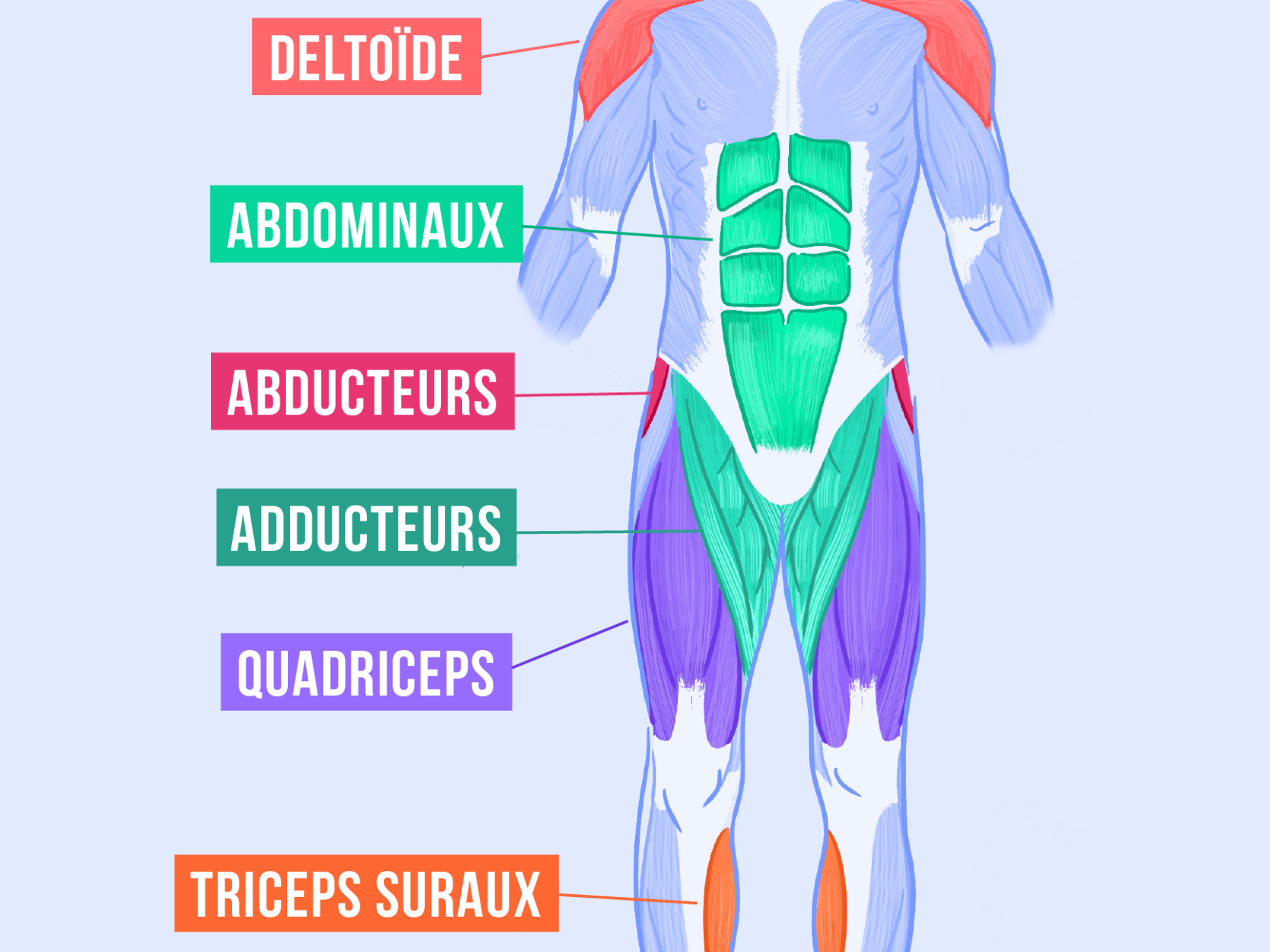 Quelles sont les muscle que l'on peut travailler tous les jours ?