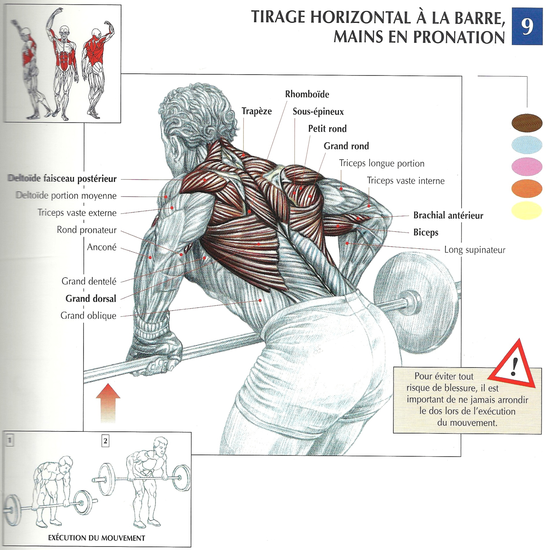 Quels sont les 6 mouvements de base à prioriser en entraînement musculaire ?