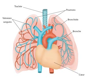 Quels sont les effets de l'entraînement sur l'appareil respiratoire ?