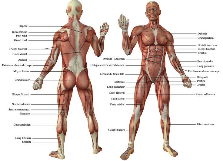 Quels sont les muscles les plus faibles du corps humain ?